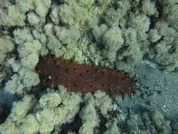 Holothurie tubuleuse (Holothuria tubulosa)