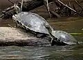 Tortue aquatique