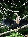 Anhinga d'Amérique