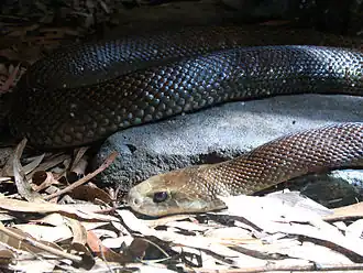 Description de l'image Costal Tiapan at Taronga Zoo.jpg.