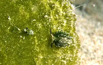 Costasiella usagi