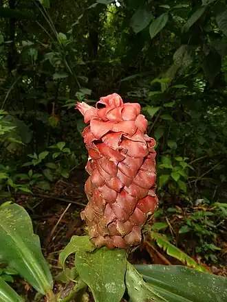 Description de l'image Costus lima.jpg.
