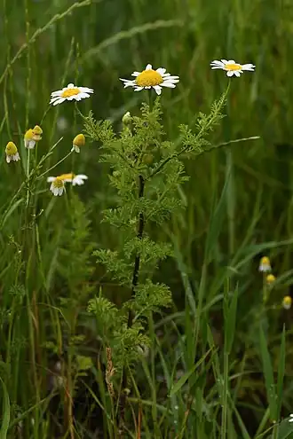 Description de l'image Cota altissima.jpg.
