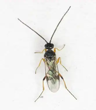 Cotesia adult