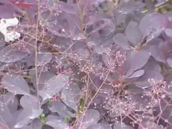 Feuillage de Cotinus coggygria.