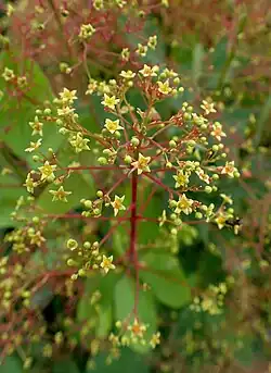 Panicule.