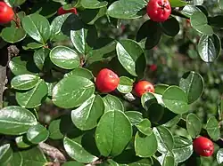 Fruits.