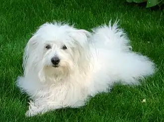 Un coton de Tuléar âgé de 16 semaines.
