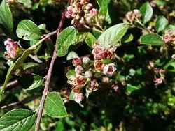 Fleurs en corymbes.