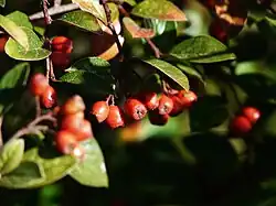 Baies à l'automne.