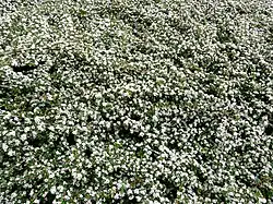 Le même en fleurs.