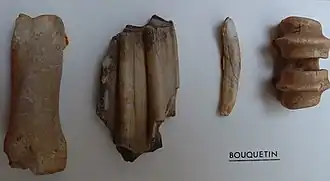 Os de bouquetins