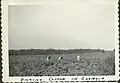 Ramassage à la main du "King Cotton" par des travailleurs noirs (Cotton). Le coton produit par le Sud des États-Unis était de meilleure qualité (fibres plus longues et plus résistantes) que le coton d'Inde, et revenait moins cher à l'achat (main d'œuvre servile, transport moins long). Mais quand Jefferson Davis en restreignit l'exportation, pensant ainsi obliger l'Europe à reconnaitre et aider la Confédération, les industriels de Manchester (et de Lyon) développèrent la culture du coton en Égypte, en Argentine, et la restaurèrent en Inde (Histoire de la culture du coton).