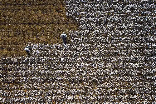 Récolte du coton au Xinjiang, septembre 2017.