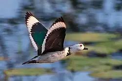 Mâle en vol, Inde