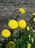 Cotula barbata(Sottotribù Cotulinae)