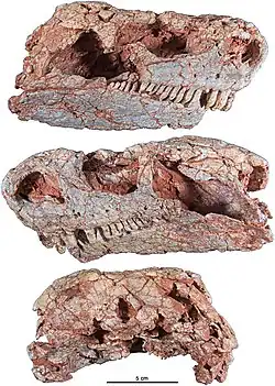 Crâne de Cotylorhynchus romeri (spécimen OMNH 04329) en vues latérale et occipitale. Bien qu’étant un peu écrasé dorsoventralement, ce spécimen est le crâne de Cotylorhynchus romeri le plus complet et le mieux conservé de la localité de Norman, Comté de Cleveland, Oklahoma.