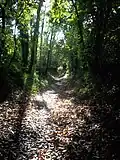 Chemin creux du boulevard nature.