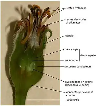 Coupe dans le fruit après fécondation.
