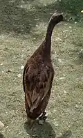 Cane coureur indien brun