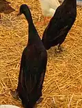 Canard coureur indien noir