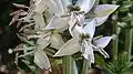 fleurs de Chelonanthus purpurascens