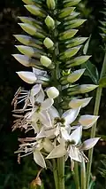 fleurs de Chelonanthus purpurascens