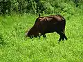 Vache et grand mainate, près du mausolée de l'empereur Minh Mang, Huê, Vietnam