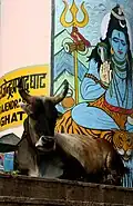 Vache sur un ghat de la ville la plus sainte de l'hindouisme : Varanasi (Bénarès).