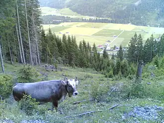 Image illustrative de l’article Élevage bovin en Autriche