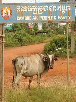 une vache pait au bord d'une route en latérite sous un panneau bleu délavé où l'on peut lire le sigle et nom du parti du peuple cambodgien en khmer et en anglais.