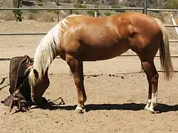 Quarter Horse standard.