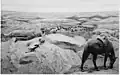 Un troupeau de bisons en 1934.