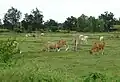 Vaches et oiseaux.