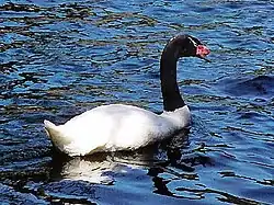 Cygne à cou noir (Cygnus melanocorypha)