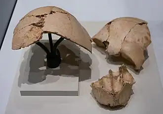 fragments de crâne