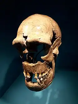Individu dit "H5".