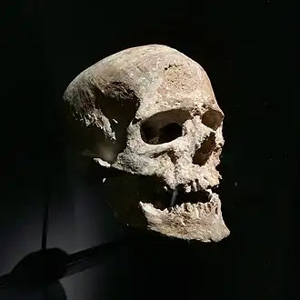 Image illustrative de l’article Homme de Cro-Magnon