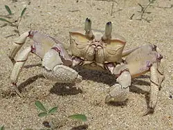 Ocypode cordimanus