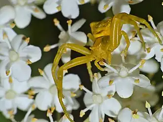 Thomisus onustus.