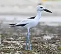 Drome ardéole, (Dromas ardeola) (Dromadidae)