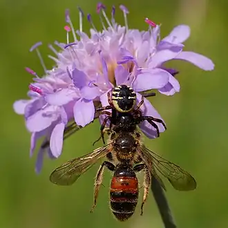 Synema globosum et  Andrena hattorfiana