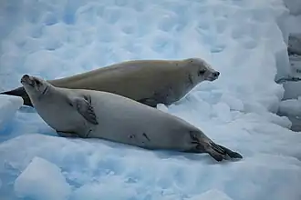 Couple.