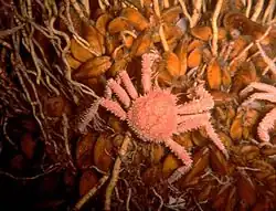 Araignée de mer, bivalves et vestimentifères à proximité d'une source de méthane dans le golfe du Mexique, à plus de 3&nbsp;000&nbsp;mètres de profondeur.