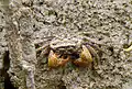 Crabe