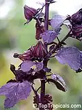Rameau fertile d'Hibiscus acetosella.