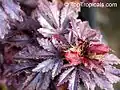 Détail d'Hibiscus acetosella.