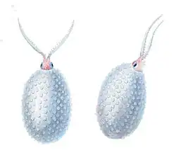 Cranchia scabra