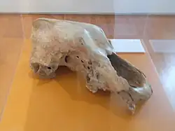 Crâne d'ours