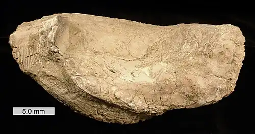 Crassostrea gigantissima (fossile, renommé en Striostrea gigantissima (J. Finch, 1824) †)